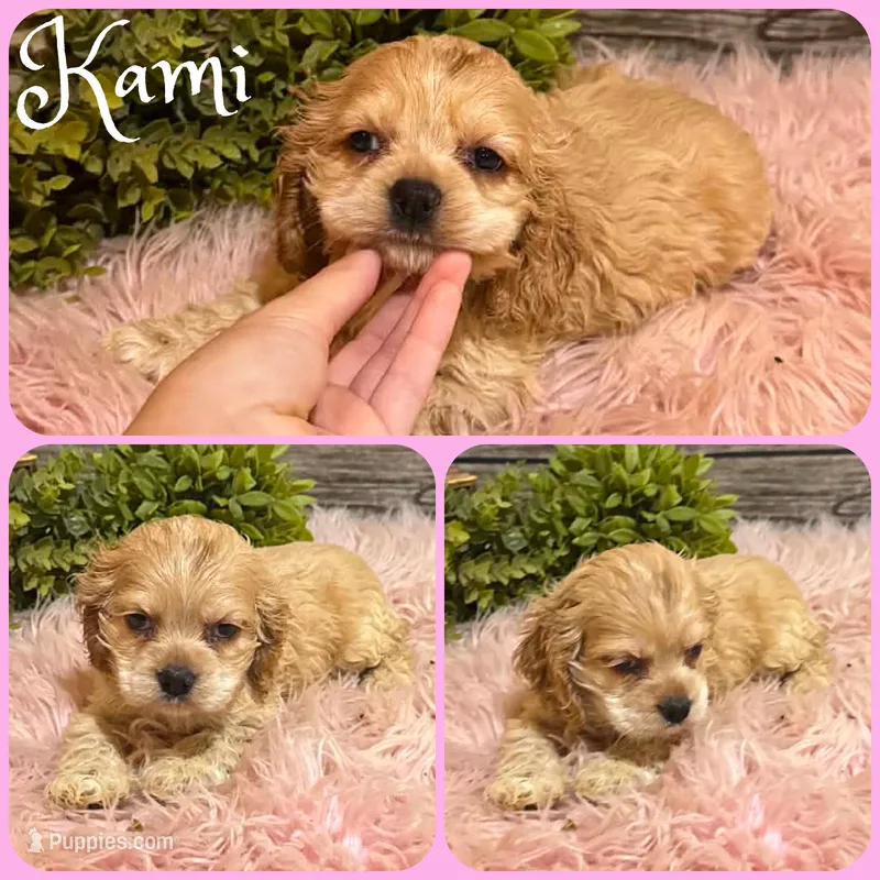 Kami – Cocker Spaniel puppy for sale in Jacksonville, FL