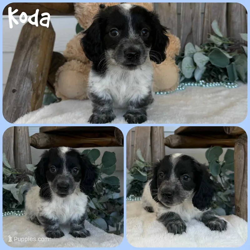 Koda – Miniature Dachshund puppy for sale in Jacksonville, FL