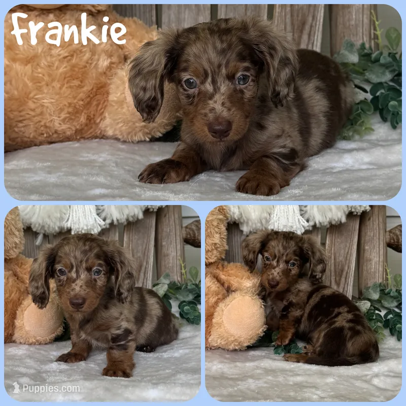 Frankie – Miniature Dachshund puppy for sale in Jacksonville, FL