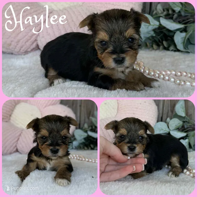 Haylee – Yorkshire Terrier puppy for sale in Jacksonville, FL