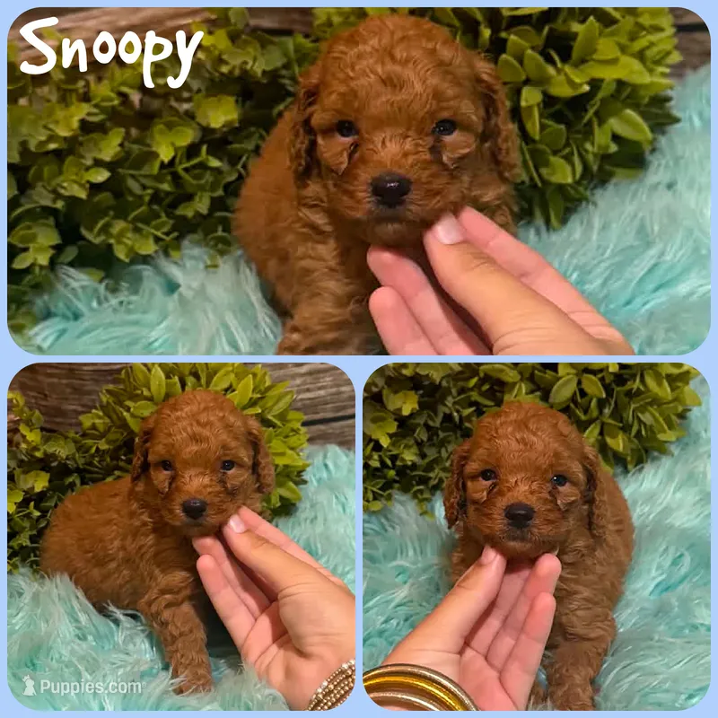 Snoopy – Poodle - Toy  puppy for sale in Jacksonville, FL
