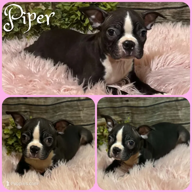 Piper – Boston Terrier puppy for sale in Jacksonville, FL