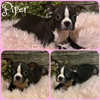 Piper, a female Boston Terrier for sale in Jacksonville, FL – 1 of 1