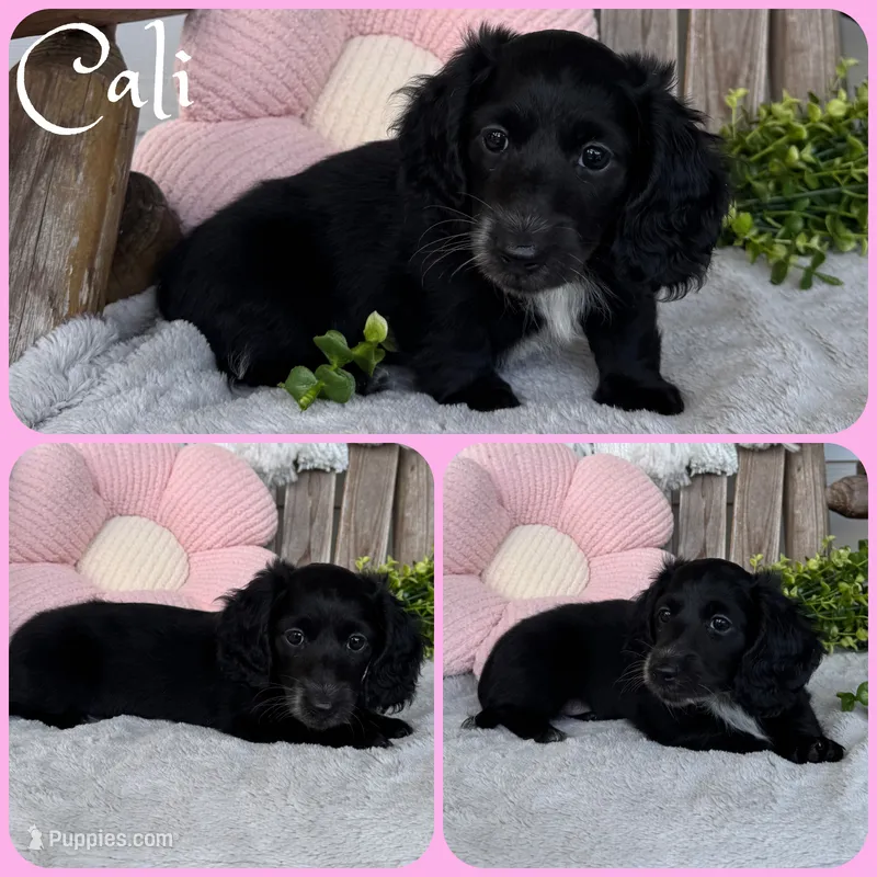 Cali – Miniature Dachshund puppy for sale in Jacksonville, FL