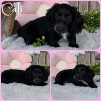 Cali, a female Miniature Dachshund for sale in Jacksonville, FL – 1 of 1