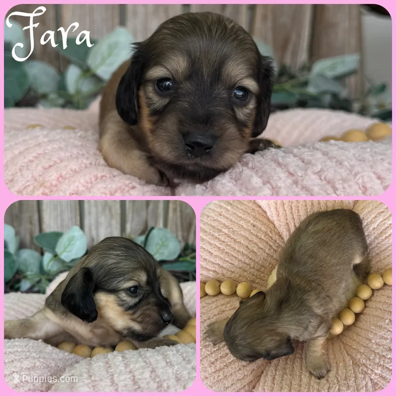 Fara – Miniature Dachshund puppy for sale in Jacksonville, FL