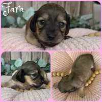 Fara, a female Miniature Dachshund for sale in Jacksonville, FL – 1 of 1