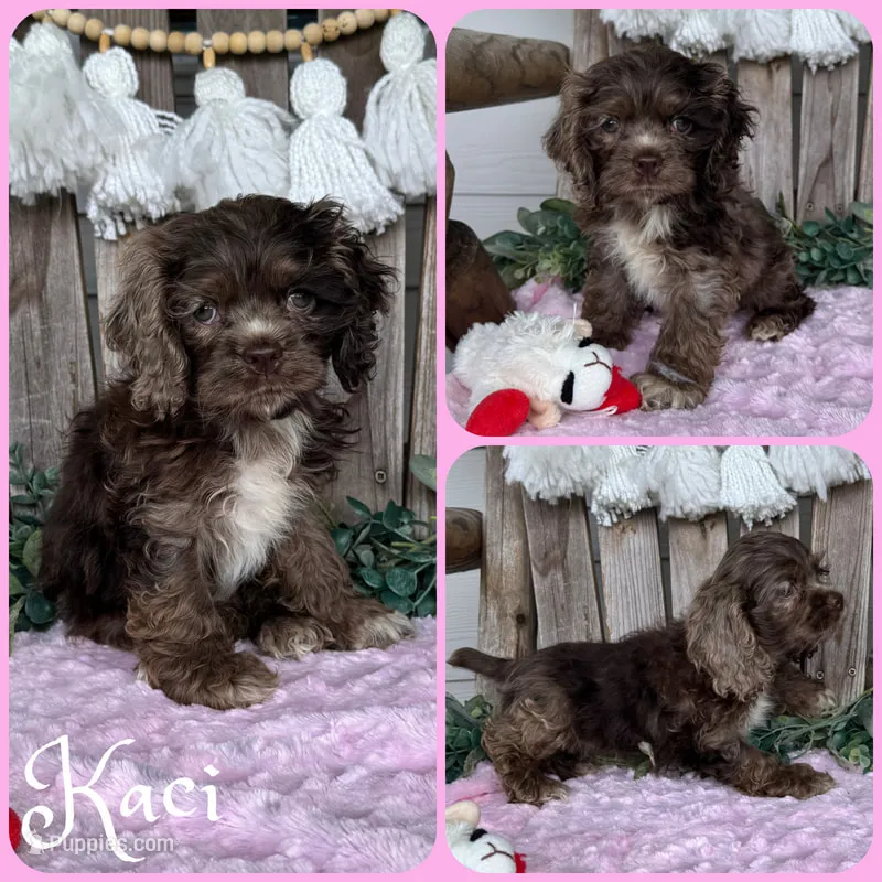 Kaci – Cocker Spaniel puppy for sale in Jacksonville, FL