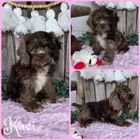 Kaci, a female Cocker Spaniel for sale in Jacksonville, FL – 1 of 1