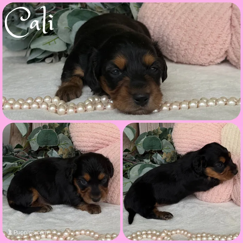 Cali – Miniature Dachshund puppy for sale in Jacksonville, FL