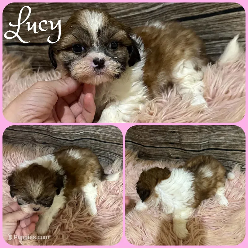 Lucy – Shih Tzu puppy for sale in Jacksonville, FL