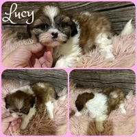 Lucy, a female Shih Tzu for sale in Jacksonville, FL – 1 of 1