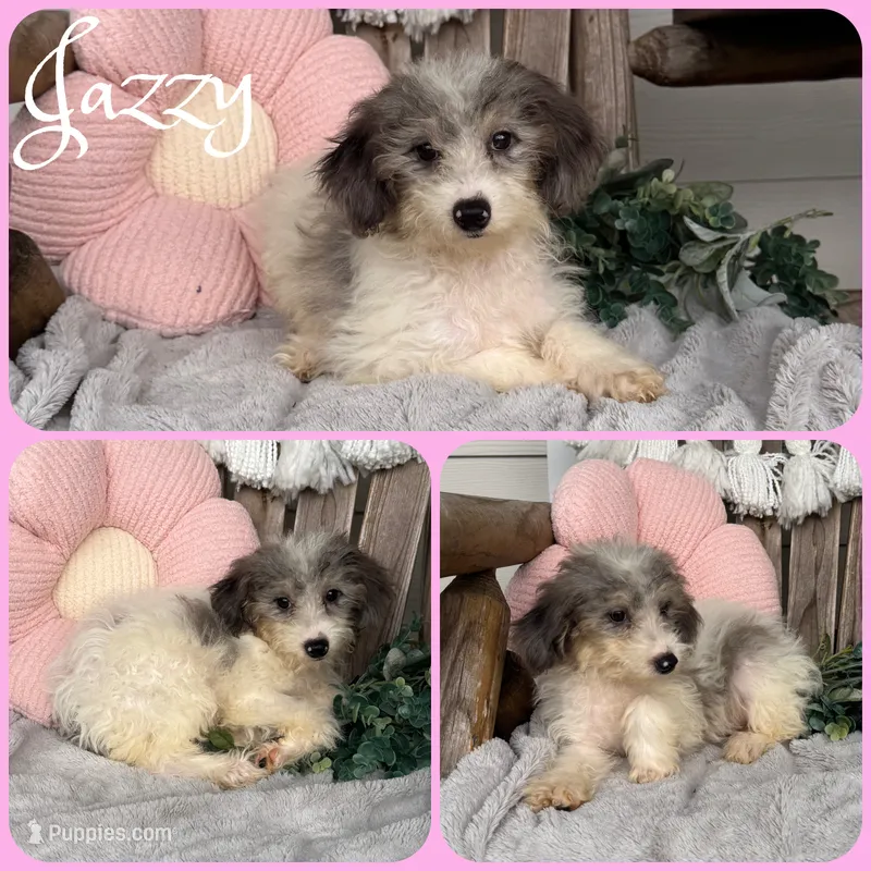 Jazzy – Schnoodle puppy for sale in Jacksonville, FL