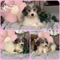 Jazzy, a female Schnoodle for sale in Jacksonville, FL – 1 of 1