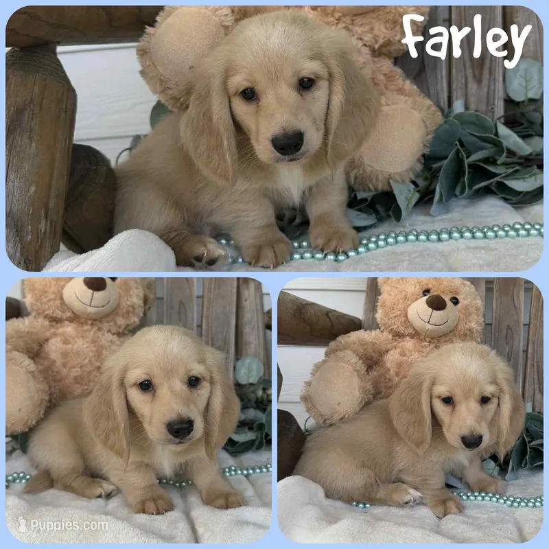 Farley – Miniature Dachshund puppy for sale in Jacksonville, FL