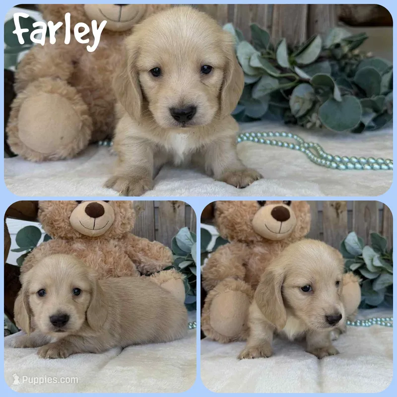Farley – Miniature Dachshund puppy for sale in Jacksonville, FL