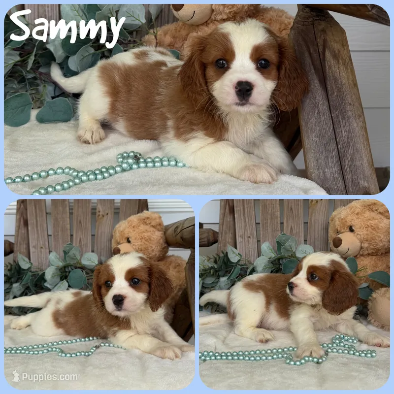 Sammy – Cavapoo puppy for sale in Jacksonville, FL
