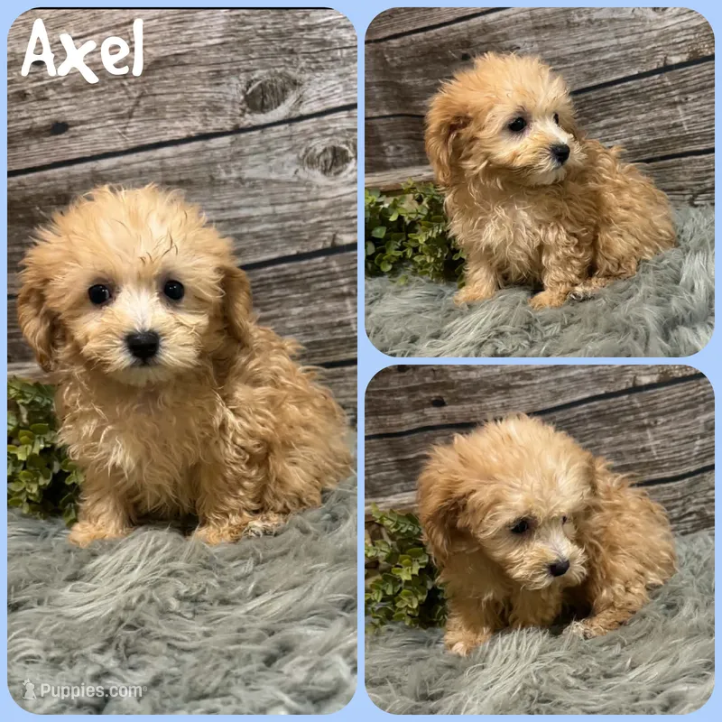 Axel – Maltipoo puppy for sale in Jacksonville, FL