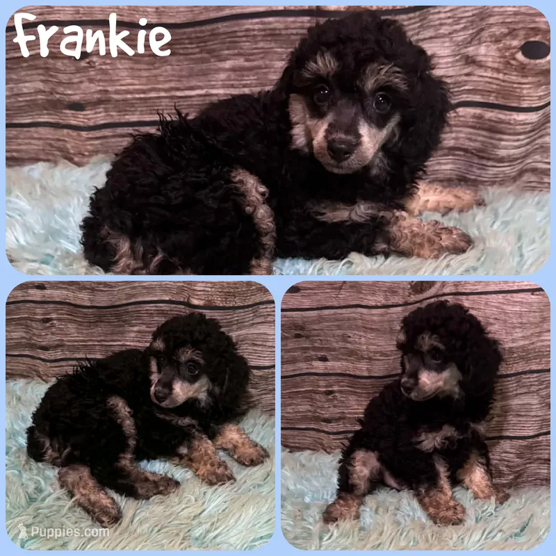 Frankie – Poodle - Toy  puppy for sale in Jacksonville, FL