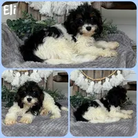 Eli, a male Cavapoo for sale in Jacksonville, FL – 1 of 1