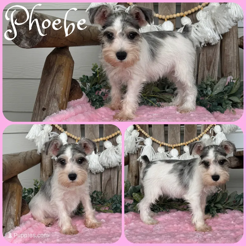 Phoebe – Miniature Schnauzer puppy for sale in Jacksonville, FL