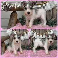 Phoebe, a female Miniature Schnauzer for sale in Jacksonville, FL – 1 of 1
