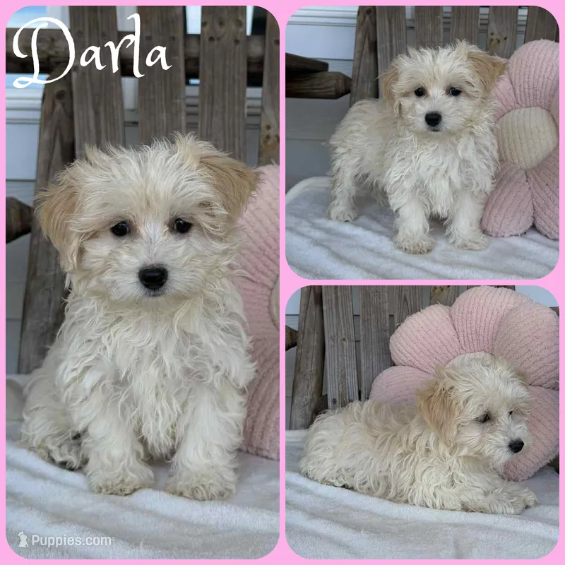 Darla