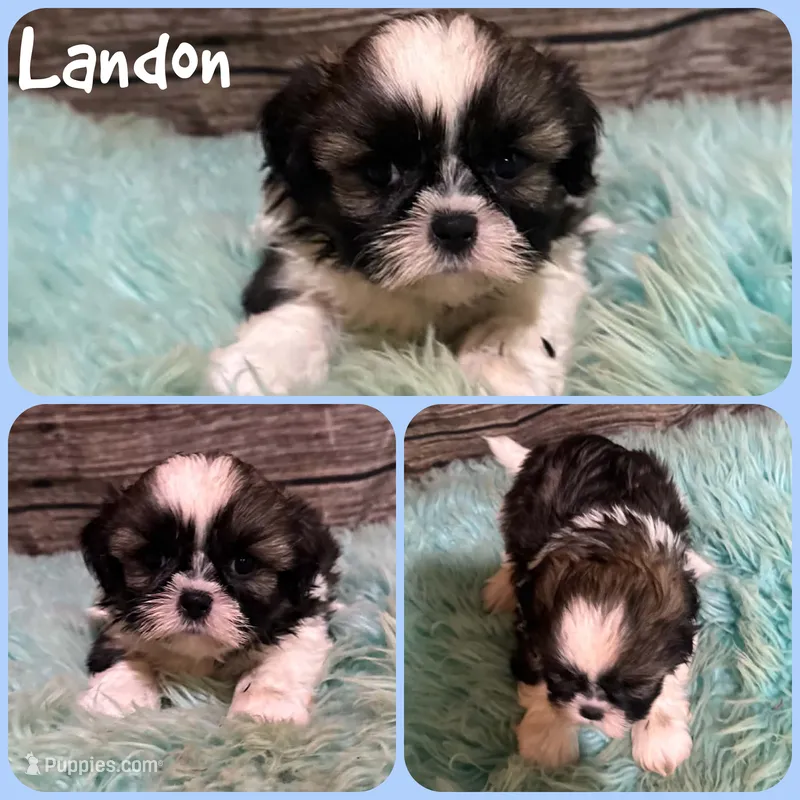 Landon – Shih Tzu puppy for sale in Jacksonville, FL