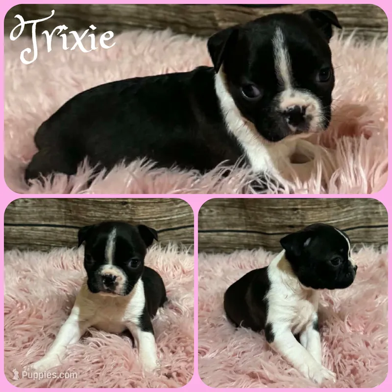 Trixie – Boston Terrier puppy for sale in Jacksonville, FL