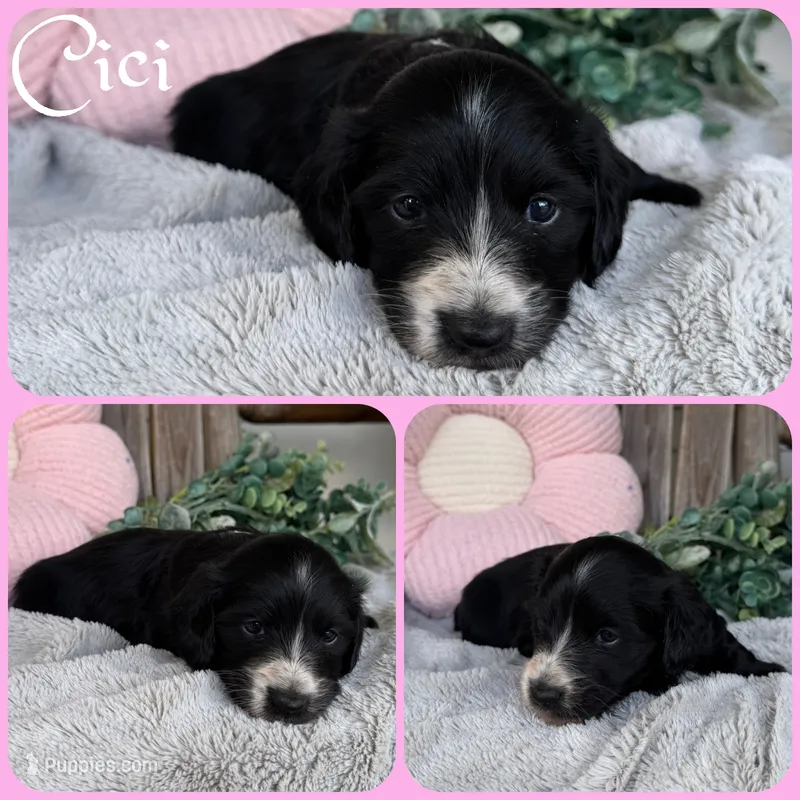 Cici – Miniature Dachshund puppy for sale in Jacksonville, FL