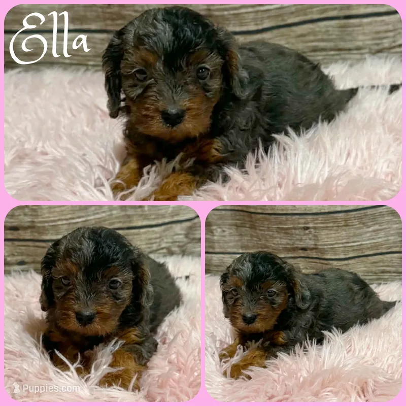 Ella – Cavapoo puppy for sale in Jacksonville, FL