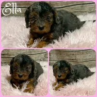 Ella, a female Cavapoo for sale in Jacksonville, FL – 1 of 1