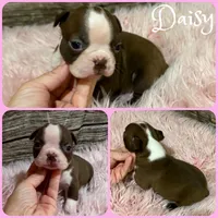 Daisy, a female Boston Terrier for sale in Jacksonville, FL – 1 of 1