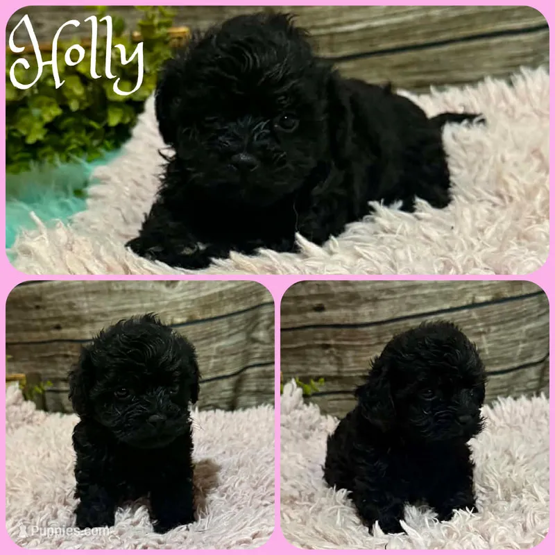 Holly – Shihpoo puppy for sale in Jacksonville, FL