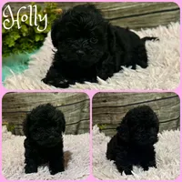 Holly, a female Shihpoo for sale in Jacksonville, FL – 1 of 1