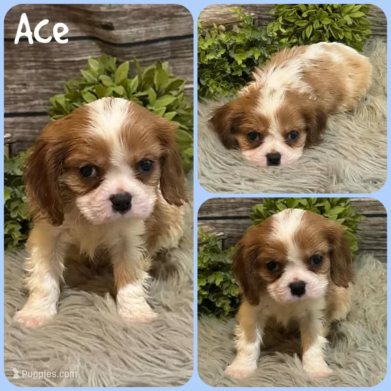 Ace – Cavapoo puppy for sale in Jacksonville, FL
