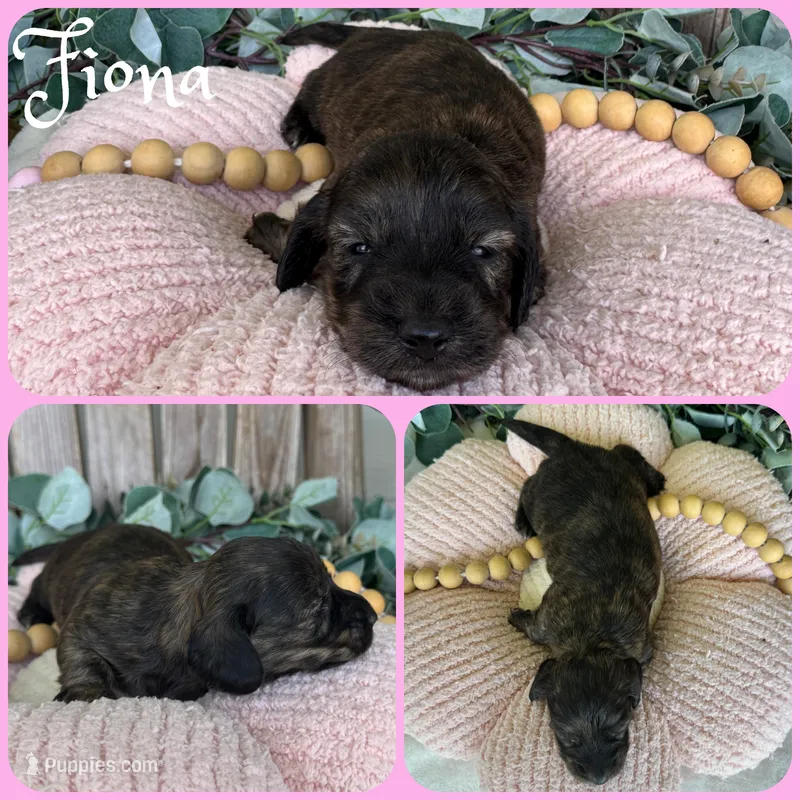Fiona – Miniature Dachshund puppy for sale in Jacksonville, FL