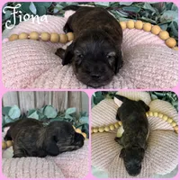 Fiona, a female Miniature Dachshund for sale in Jacksonville, FL – 1 of 1