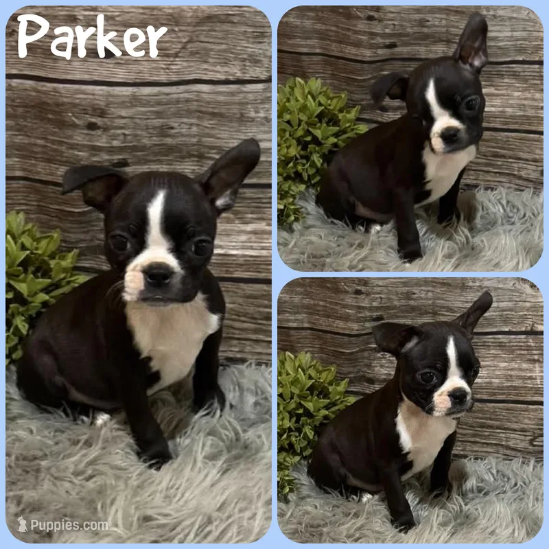 Parker – Boston Terrier puppy for sale in Jacksonville, FL