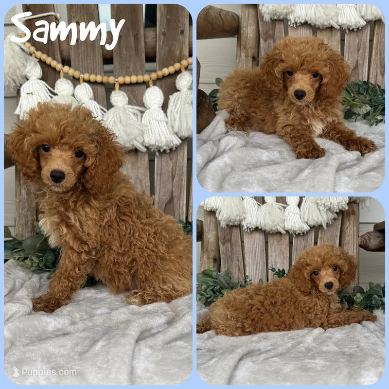 Sammy – Poodle - Toy  puppy for sale in Jacksonville, FL