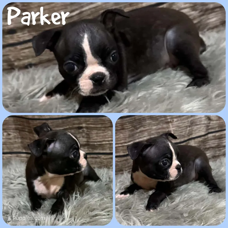 Parker – Boston Terrier puppy for sale in Jacksonville, FL