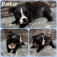 Parker, a male Boston Terrier for sale in Jacksonville, FL – 1 of 1