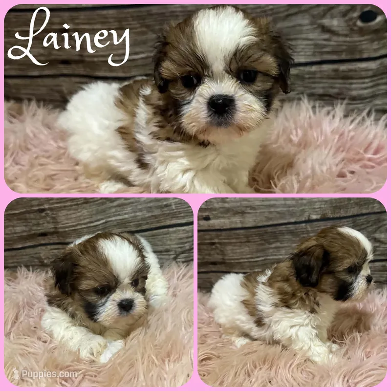 Lainey – Shih Tzu puppy for sale in Jacksonville, FL