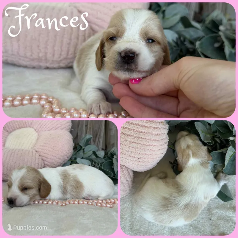 Frances – Miniature Dachshund puppy for sale in Jacksonville, FL