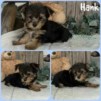 Hank, a male Yorkshire Terrier for sale in Jacksonville, FL – 1 of 1