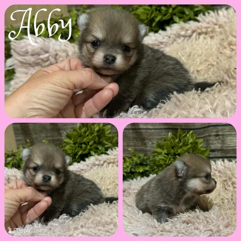 Abby, a female Pomeranian for sale in Jacksonville, FL – Photo 1 of 1