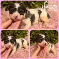 Jazzy, a female Schnoodle for sale in Jacksonville, FL – 1 of 1