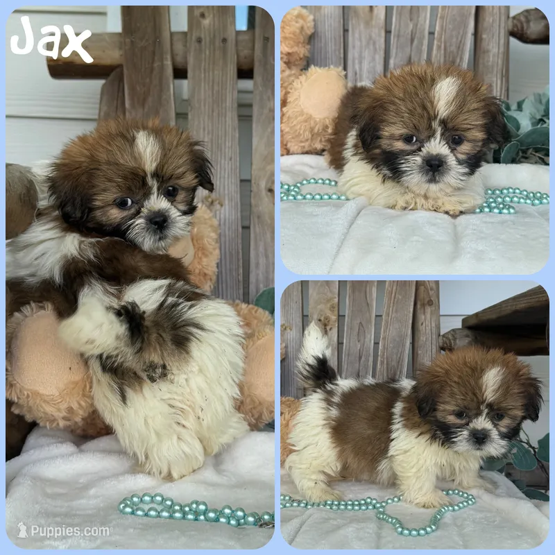 Jax – Shih Tzu puppy for sale in Jacksonville, FL