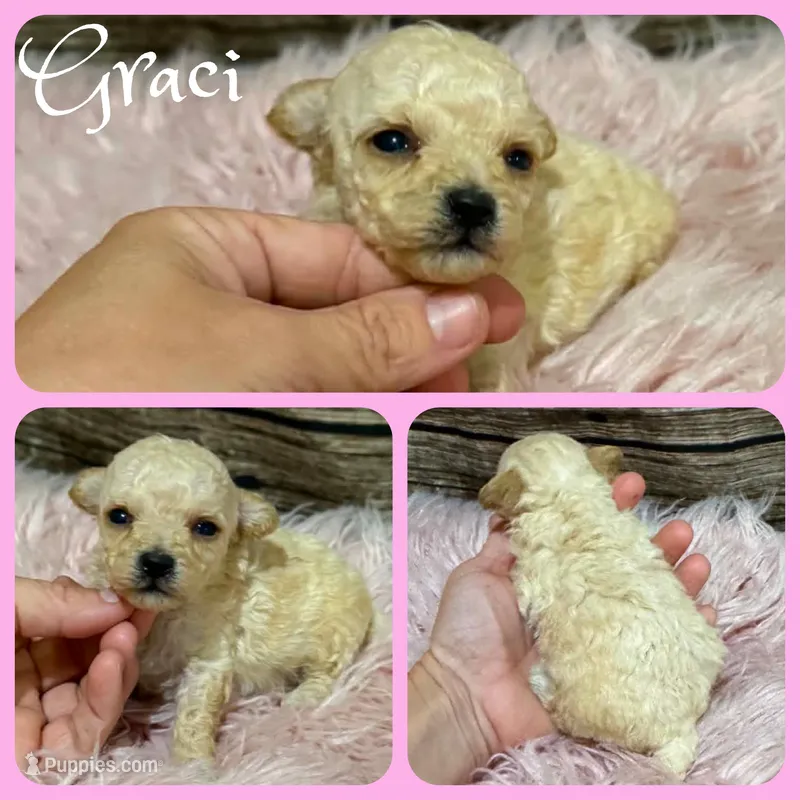 Graci, a female Poodle - Toy  for sale in Jacksonville, FL – 1 of 1
