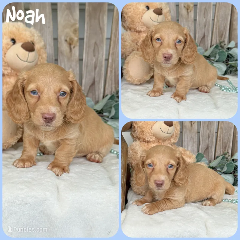 Noah – Miniature Dachshund puppy for sale in Jacksonville, FL